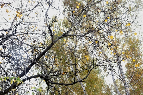 autumn leaves against blue sky
