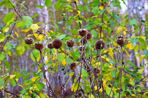 berries of a wild strawberry