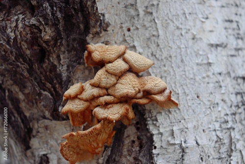 mushrooms on tree
