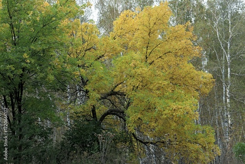 autumn in the forest