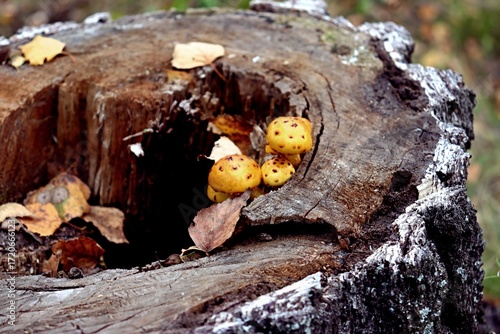 mushrooms in the forest