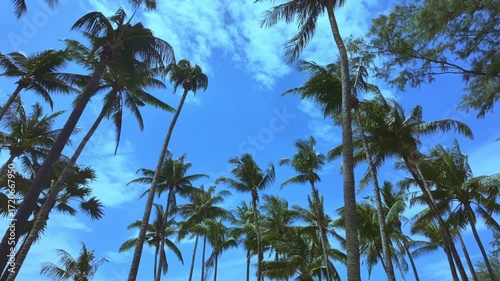 A Tropical Canopy Beneath the Sky
   Graceful coconut palms reach high into the clear blue sky, their emerald fronds swaying gently in the tropical breeze. Puffy white clouds drift lazily overhead
