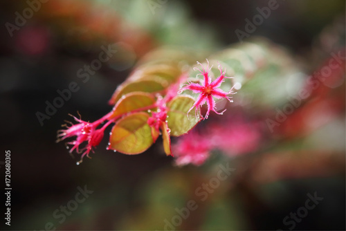 Phyllanthus huamotensis is a new Thai plant species found only at Doi Hua Mot, Tak Province, Thailand. It is an herbaceous plant in the Phyllanthaceae family.