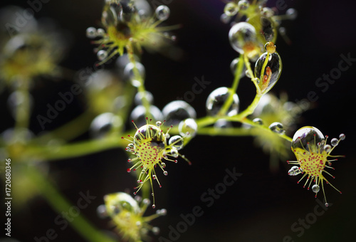 Drosera peltata Thunb. (Droseraceae) from limestone mountains, Umphang District, Tak Province, Thailand. Herbaceous plant, small carnivorous plant.