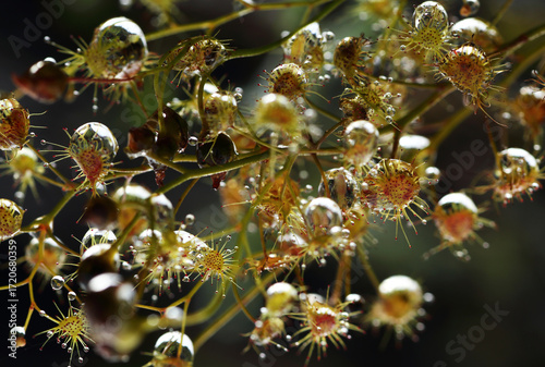 Drosera peltata Thunb. (Droseraceae) from limestone mountains, Umphang District, Tak Province, Thailand. Herbaceous plant, small carnivorous plant.