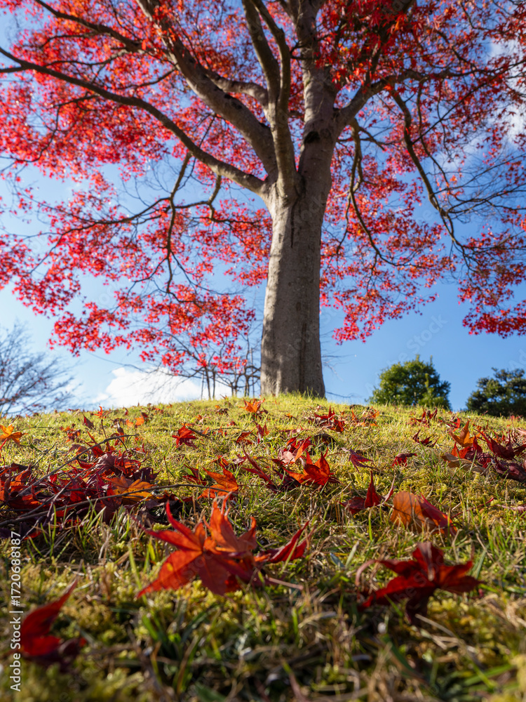 Naklejka premium 落葉彩る紅葉