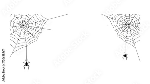 Spooky Web: Two spider webs each with a spider, the delicate yet robust craftsmanship of the spider's creation for the creepy Halloween holiday season.