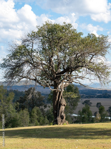 Wallpaper Mural Rural landscape with gnarly old tree in the foreground. Grandchester, Queensland, Australia  Torontodigital.ca