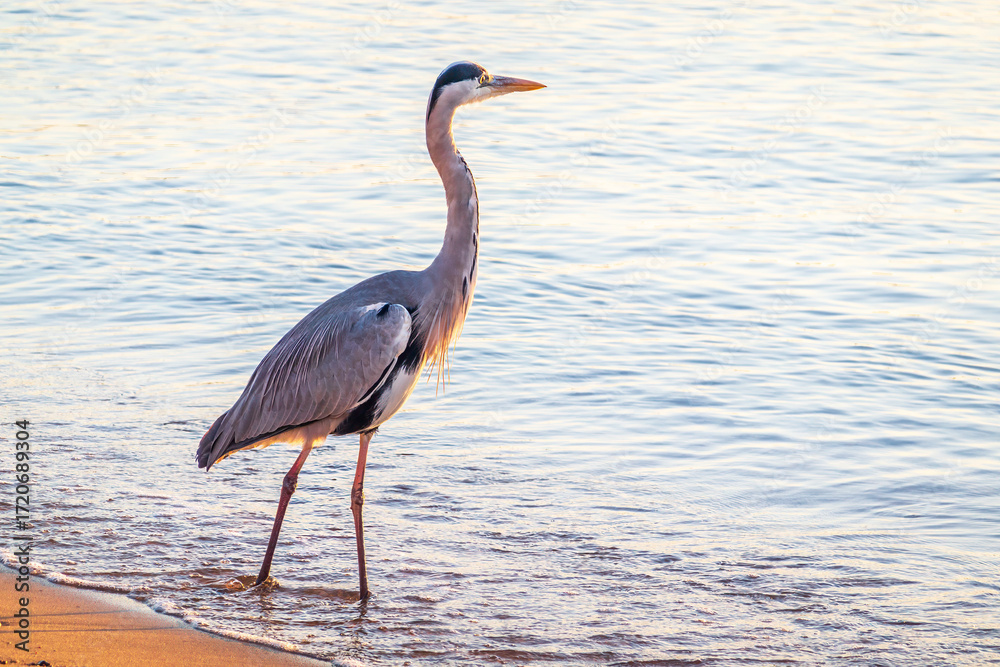 Naklejka premium A heron hunting in the sea. Grey heron on the hunt
