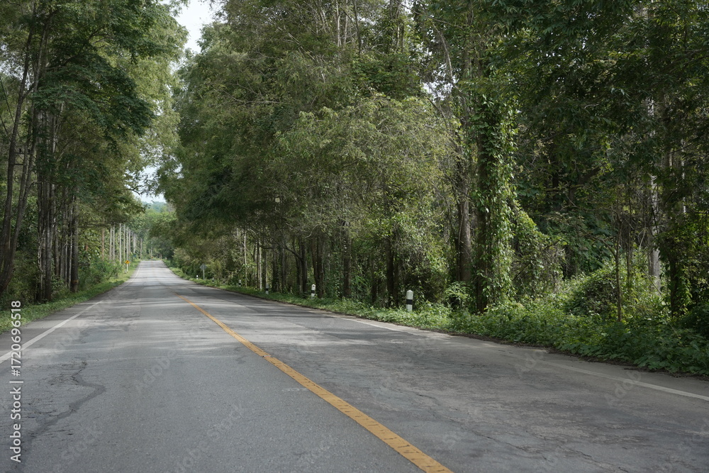 Fototapeta premium The road winds through a valley, surrounded by towering mountains. Trees line both sides, their green leaves gently swaying, creating a peaceful nature trail amidst stunning scenery.