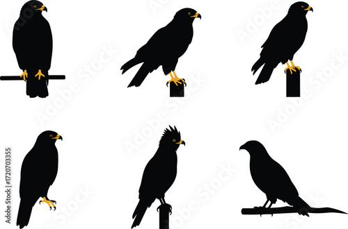 Collection of eagle and hawk bird silhouettes perched on branches with detailed golden beak and talons isolated vector illustration set.