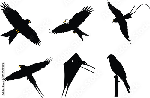 Collection of eagle and parrot bird silhouettes in flying and perched positions with detailed wings, tails, and strong beak features.