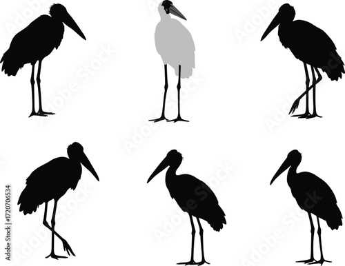 Stork and crane bird vector silhouettes collection with standing poses, long beak wading birds, wildlife illustration for nature design projects.