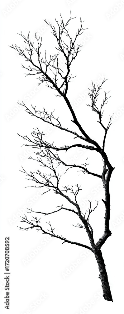 Obraz premium Silhouetted bare tree branch against white background