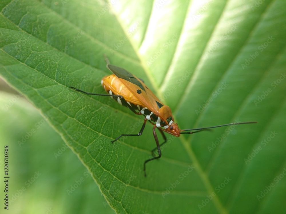 Fototapeta premium red cotton bug also has the scientific name Dysdercus cingulatus.