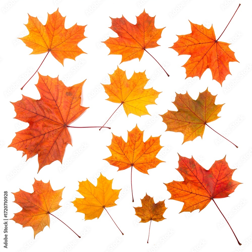 Fototapeta premium Autumn maple leaves against white