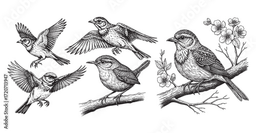 lark bird flying with branch, flower blossom engraving vector style set bundle engraving vector style