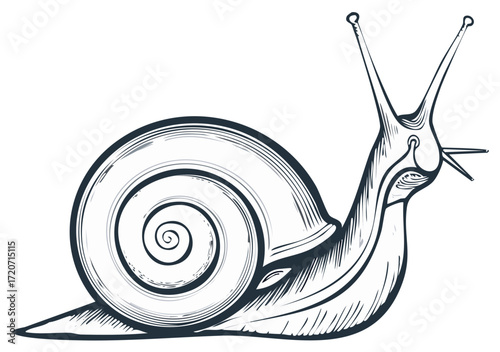 Crawling snail with a spiral shell in a hand drawn vintage engraving sketch style vector illustration