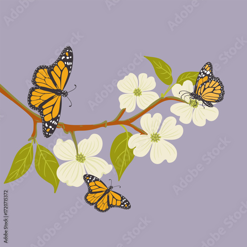vector drawing flowering dogwood , tree branch with green leaves and flowers and monarch butterflies, Cornus florida isolated at white background, hand drawn illustration