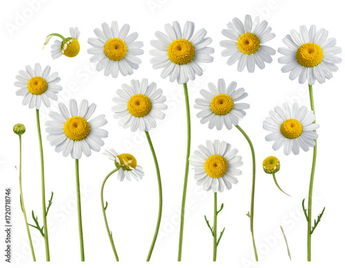 Colorful English Daisy PNG Collection Isolated