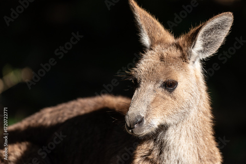 A three-quarters portrait of an eastern grey kangaroo in Queensland, Australia.