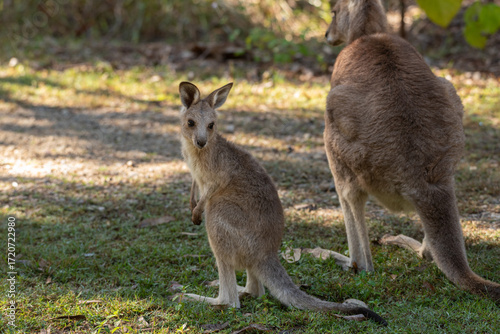 An adolescent eastern grey kangaroo joey standing by its mother, Queensland, Australia.