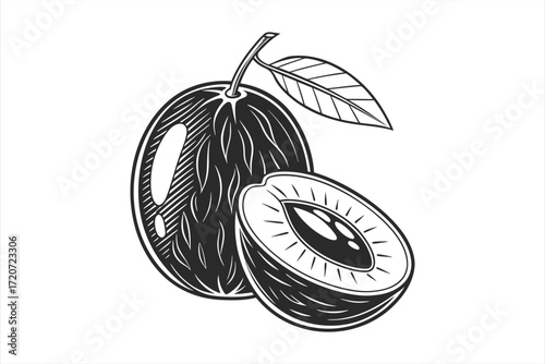 black Sapodilla vector on  white  background