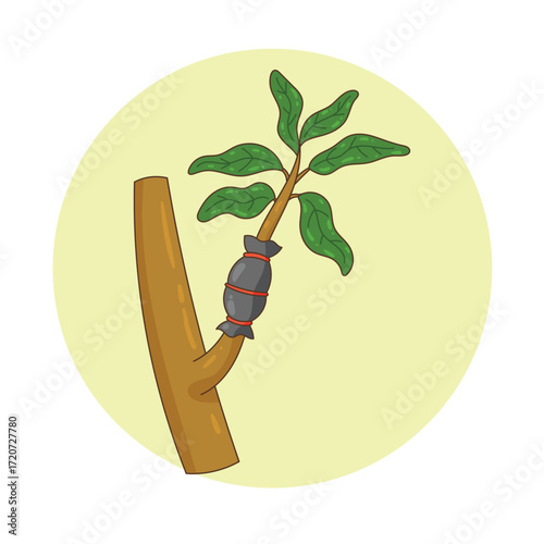 illustration of mango plant grafting
