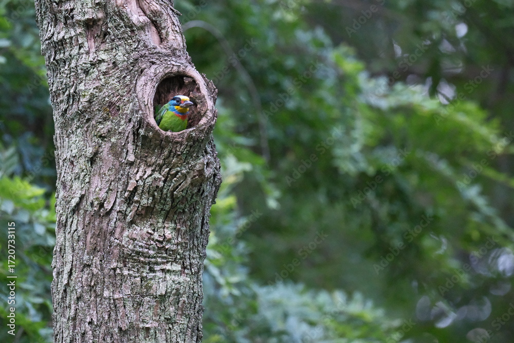 Obraz premium Black-browed Barbet looking out from tree hollow in Taipei Taiwan