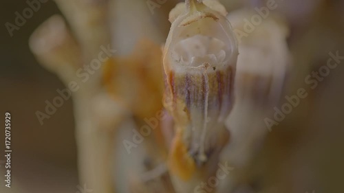 Close-up view of unique ghost orchid flowers emerging from the forest floor, showcasing their translucent petals and intricate details.Nature’s Illusion A Mushroom That Looks Like an Owl