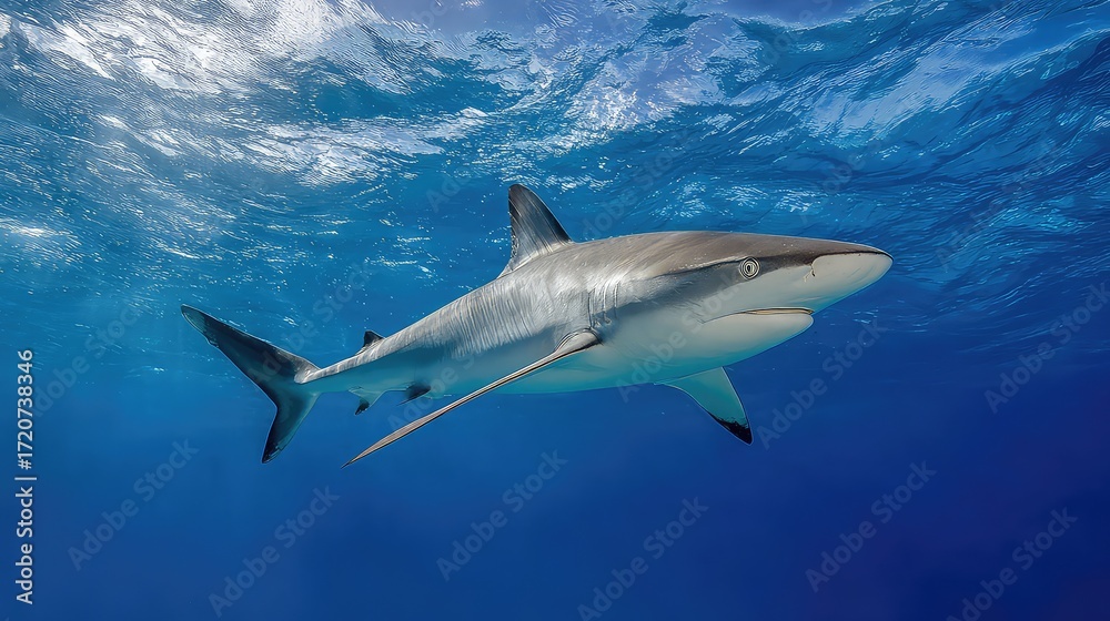 Obraz premium Majestic Shark Gliding Through Crystal Clear Ocean Waters Under Bright Sunlight with Stunning Blue Background