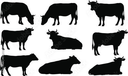 Cow silhouette set, black, standing, lying, grazing, varied poses and orientations, vector, isolated farm animal posture illustration bundle