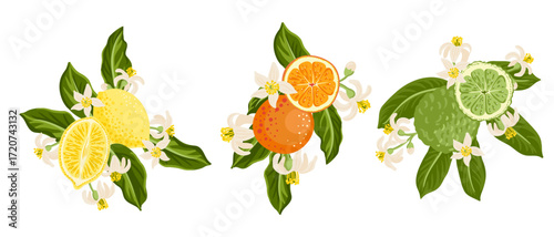 vector drawing composition with citrus fruits, flowers and green leaves, lemon, orange and bergamot orange isolated at white background, hand drawn illustration