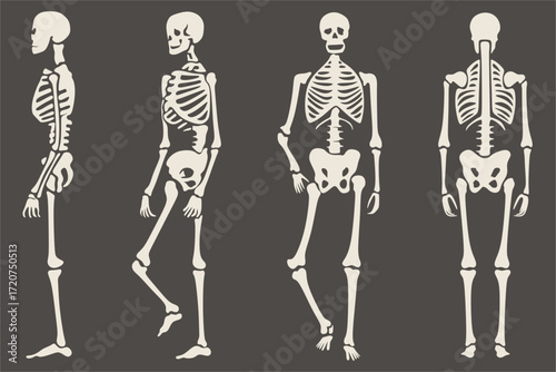 Vector illustration of human skeletons in different poses and angles, including side, walking, front, and back views. The flat design shows anatomical bone structure, commonly used for medical