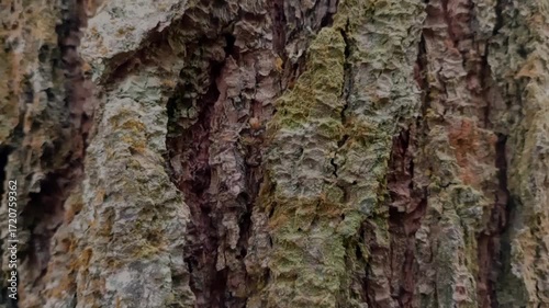An ant is crawling on a tree while carrying food