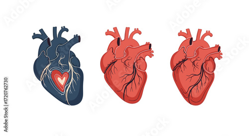 Exploring the intricate anatomy and diverse representation of the human heart in art and science.