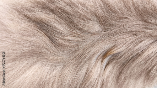 Obraz na plátně Macro view of fluffy grey cat fur with visible fibers and silky texture, suitable for textile projects, decorative designs, abstract stock backgrounds, and creative resources