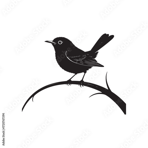 blackbird on a branch