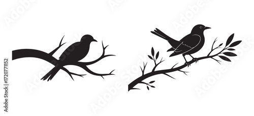Blackbird Perched on Branch Isolated on White