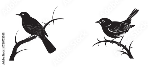 Bird Silhouette Isolated on White Background