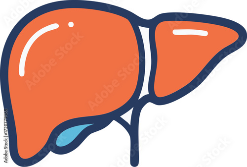 Human Liver Illustration