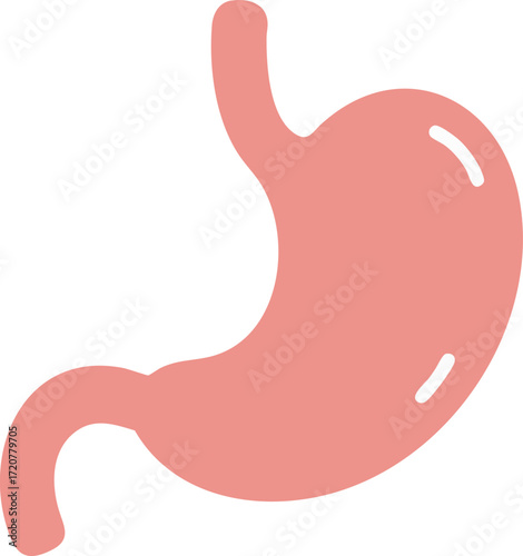 Stomach Organ