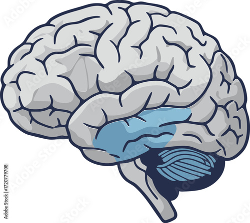 Human Brain Icon