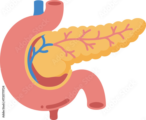 Pancreas Organ