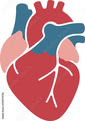 Human Heart