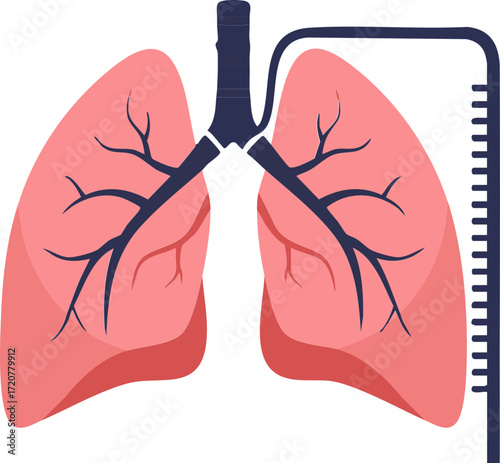 Human Lungs