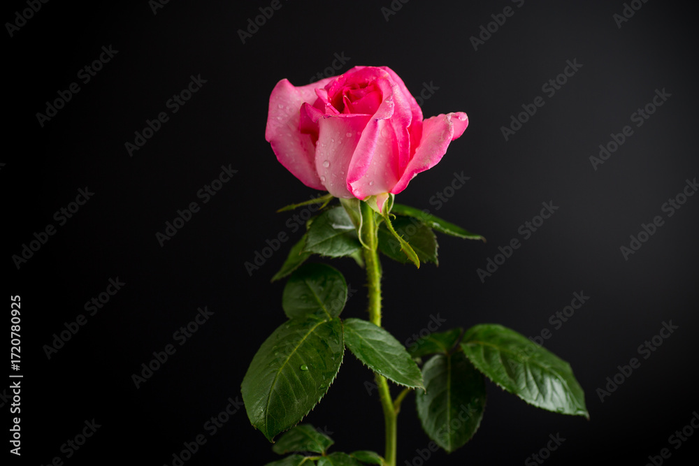 Fototapeta premium Macro shot of pink rose on black background