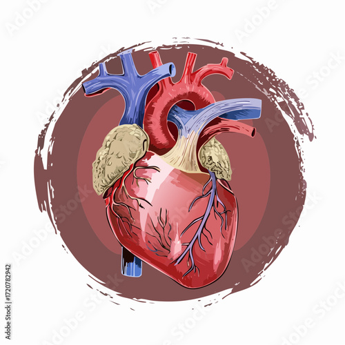 Detailed human heart cartoon diagram connections illustration
3