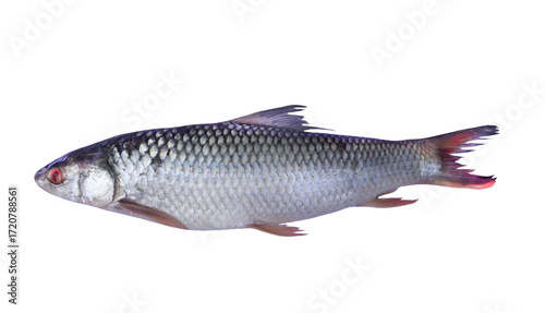 Fresh Rohu fish (Labeo rohita) a popular freshwater fish widely consumed in South Asia isolated on white background. Rohu fish features an elongated body with smooth silvery scales and red eyes