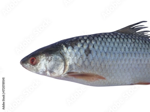 Fresh Rohu fish (Labeo rohita) a popular freshwater fish widely consumed in South Asia isolated on white background. Rohu fish features an elongated body with smooth silvery scales and red eyes